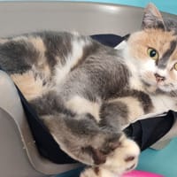 BAO, chatte à adopter