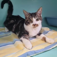 ABBY, chatte à adopter