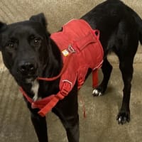 EVREST, chien à adopter