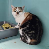 FAUVE, chatte à adopter