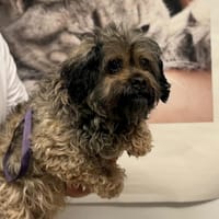 Yucca, chienne à adopter