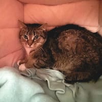 Savane, chatte à adopter