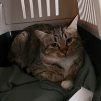 Pik Up, chatte à adopter