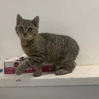 zena, chatte à adopter