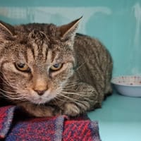 FICELLE, chatte à adopter