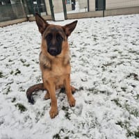 AHO, chien à adopter