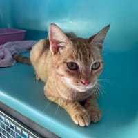 BRAISE, chatte à adopter