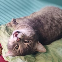 CHURROS, chat à adopter