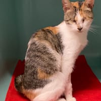 Lili, chatte à adopter