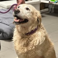 VAIANA, chienne à adopter