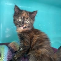 LISA, chatte à adopter