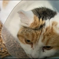 PUZZLE, chatte à adopter