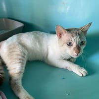 BRÛME, chat à adopter