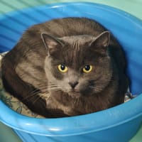 ALBARINO, chatte à adopter