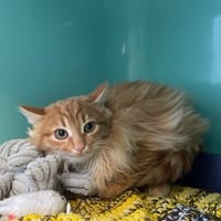 SIMBA, chat à adopter