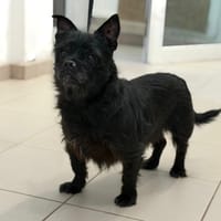 Bébé, chienne à adopter