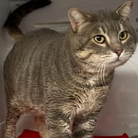 VENISE, chat à adopter