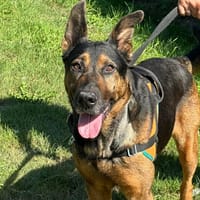 MYA, chienne à adopter