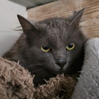 CHOUCHOU, chat à adopter