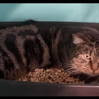 MINA, chatte à adopter