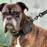 LUCKY, chien à adopter