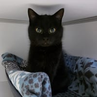 Miracle, chatte à adopter