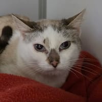 Kellog's, chatte à adopter