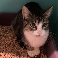 VAENA, chatte à adopter