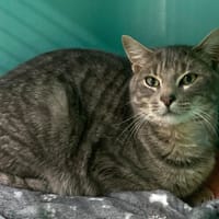 BLEUET, chat à adopter