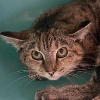 BELINDA, chatte à adopter