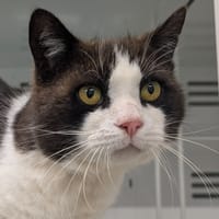 johnny, chat à adopter