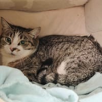 Milky way, chatte à adopter