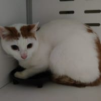 VANILLE, chat à adopter