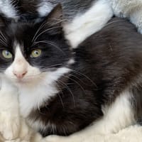 boo"reserve", chat à adopter