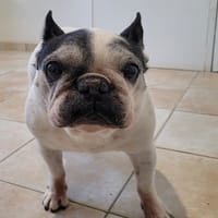 INNA, chienne à adopter