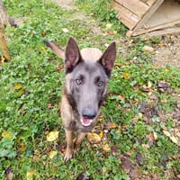 Gus, chien à adopter