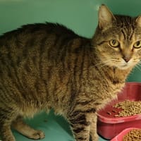 KITAÏ PAB28366, chat à adopter