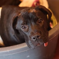 LEA, chienne à adopter