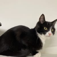 PRANNE, chat à adopter
