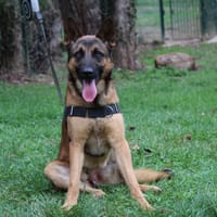 MAA 3558, chien à adopter