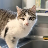 MILI, chatte à adopter