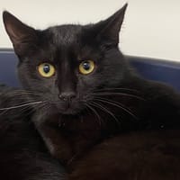 DIABLO, chat à adopter
