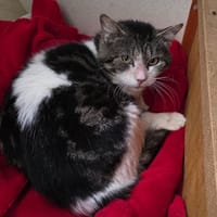 Maurice, chat à adopter