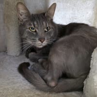 Tiki, chat à adopter