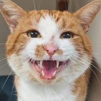 Santa, chat à adopter