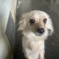 VANILLE adoption DUO, chienne à adopter