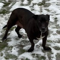 Perle CAA14555, chienne à adopter