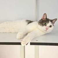 Mysteria, chatte à adopter