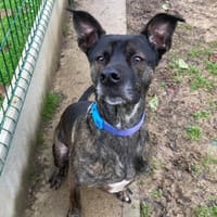 RYUK, chien à adopter