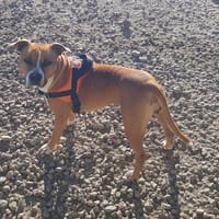 NALA, chienne à adopter